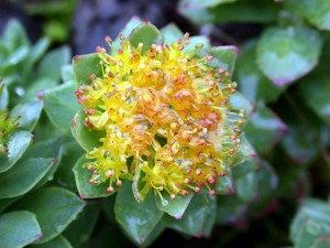 Rhodiola Rosae